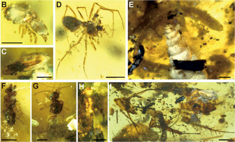 Other invertebrates found in the amber.